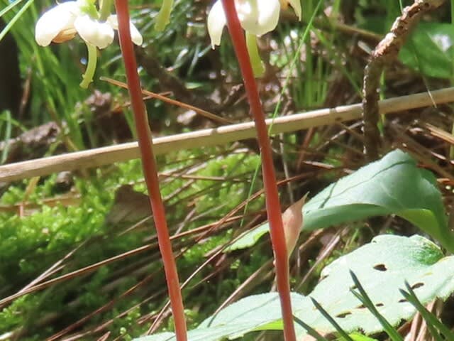 高ボッチ高原・鉢伏山の植物　マルバノイチヤクソウ（丸葉の一薬草）