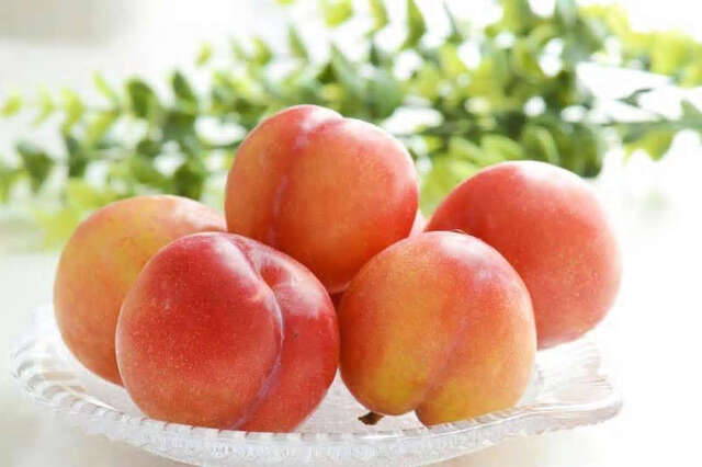 モモ・スモモ大事典 定価2万円です、