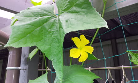 食べられるヘチマ 花が咲きましたっが 葉っぱも花もデカイ イイダアックス 相談役日記