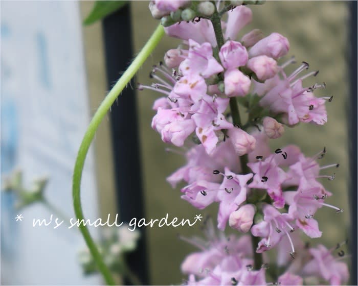 ピンクの西洋ニンジンボク 斑入りのアベリア M S Small Garden Milky Mamaの小さな庭