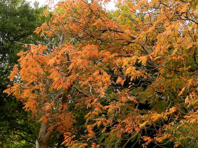 櫨の木の紅葉の画像