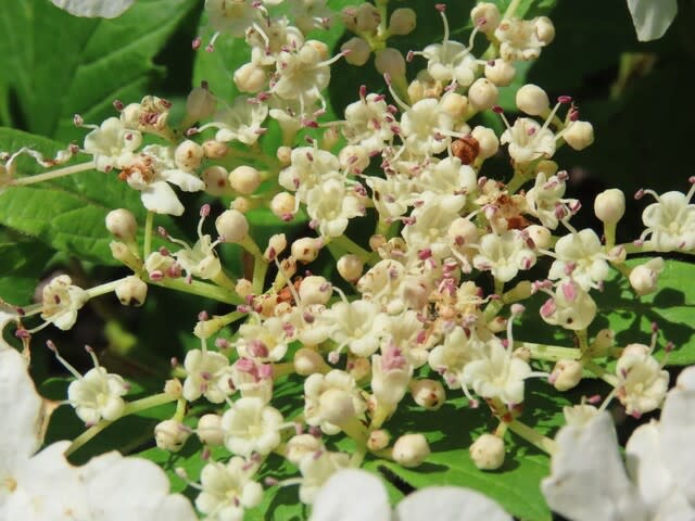 高ボッチ高原・鉢伏山で最近咲いている花　カンボク（肝木）