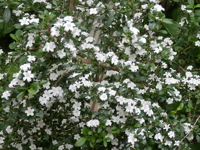 ６月を待てずに咲いた６月雪 ハクチョウゲ 川越雑記帳２ 川越見て歩き