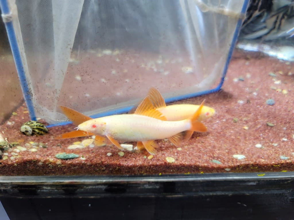 アルビノレインボーシャーク10cm前後 熱帯魚店モンスターアクアリウム 川口店 買取販売情報