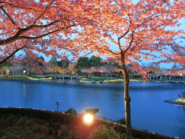 河津桜