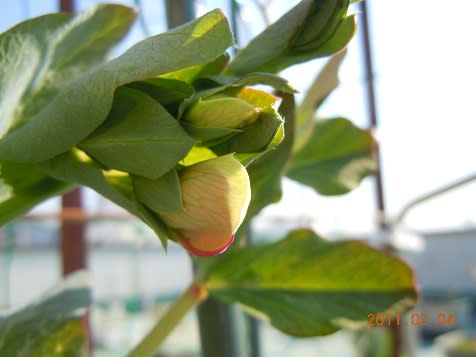 ツタンカーメンのエンドウ豆に蕾が バルコニーで フルーツ栽培記