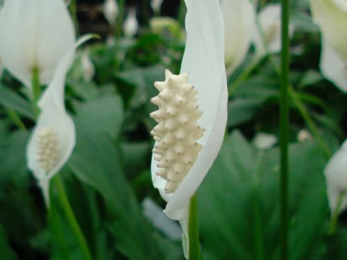 スパティフィラム ミズバショウに似た白い花です Country知多 花と野鳥と家庭菜園の写真日記
