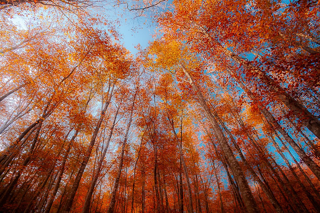 晩秋の美人林の写真