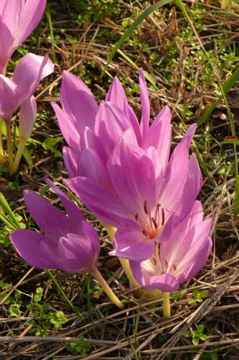 紫波郡紫波町彦部のコルチカム イヌサフラン 2012年10月7日 日 Peaの植物図鑑 紫波郡紫波町彦部のコルチカム イヌサフラン 2012年10月7日 日 Peaの植物図鑑