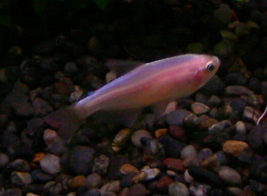 インパイクティスケリーゴールドピンク アクアウィズのオススメ 熱帯魚