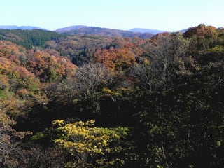 石川県津幡森林公園 探鳥会 11 21 日 しらの風景
