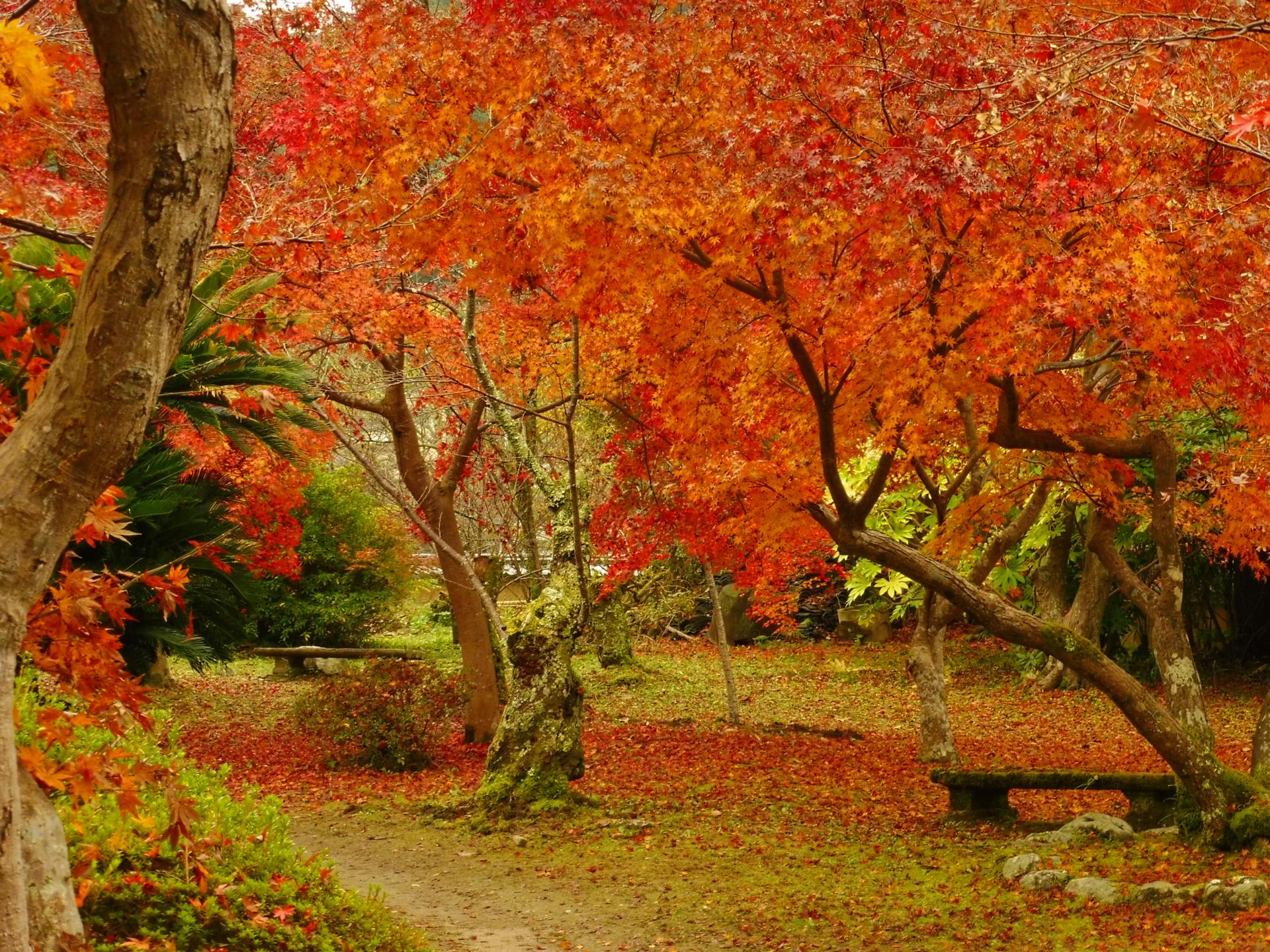 観心寺の紅葉 ２０１６ 富田林百景 とんだばやし とその周辺の魅力を発信