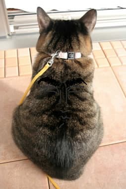 ジュルの守護霊 ジュルのしっぽ 猫日記 ジュルの守護霊 ジュルのしっぽ 猫日記
