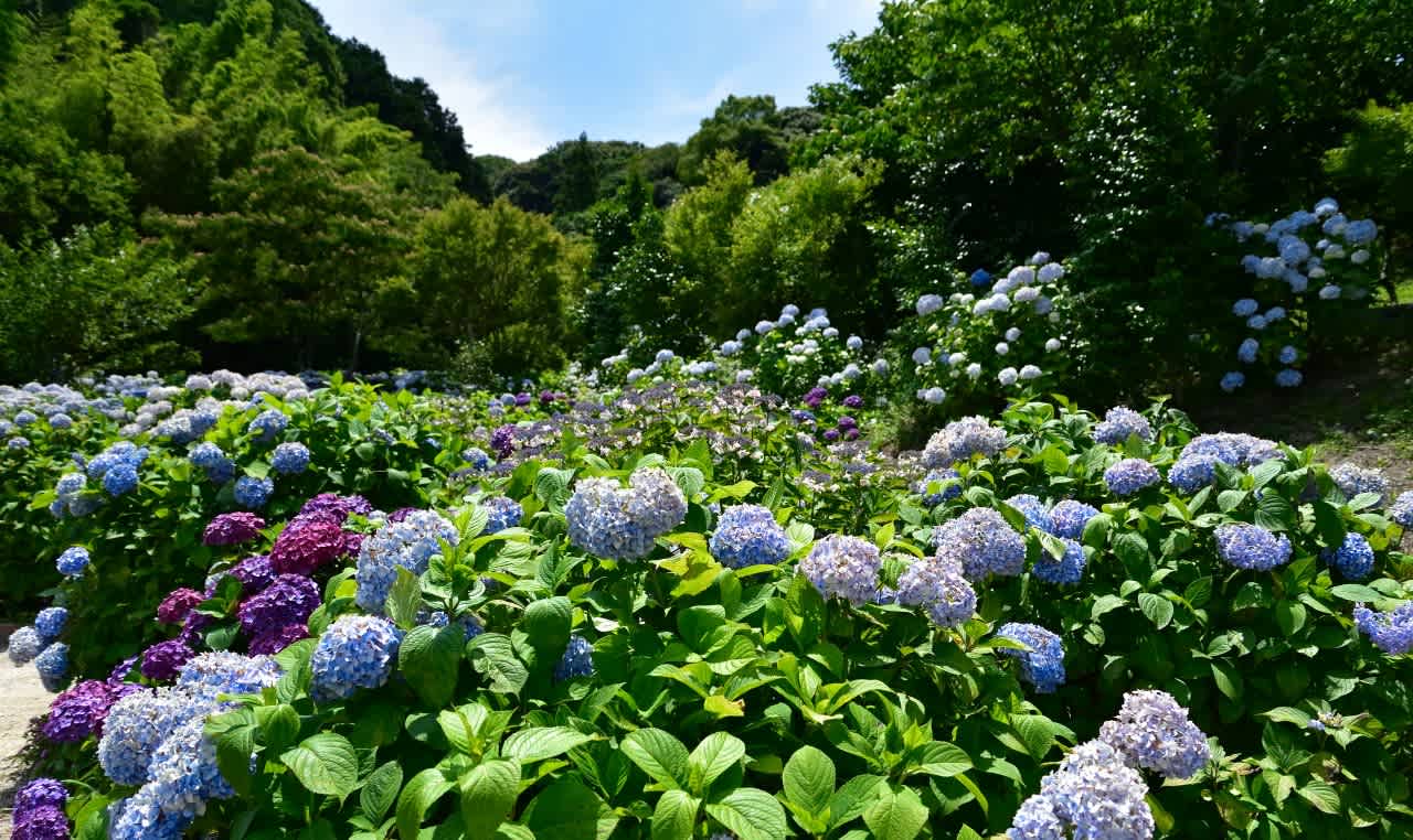 筑紫野市 天拝公園のあじさい園にてp1 2 たずさんのブログ 筑紫野市 天拝公園のあじさい園にてp1 2 たずさんのブログ