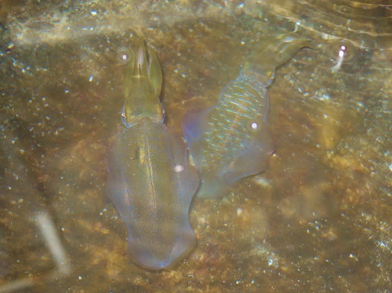 アオリイカ釣り 生簀で餌やってます 大型魚飼育 In 神秘の国インドネシア アオリイカ釣り 生簀で餌やってます 大型魚飼育 In 神秘の国インドネシア