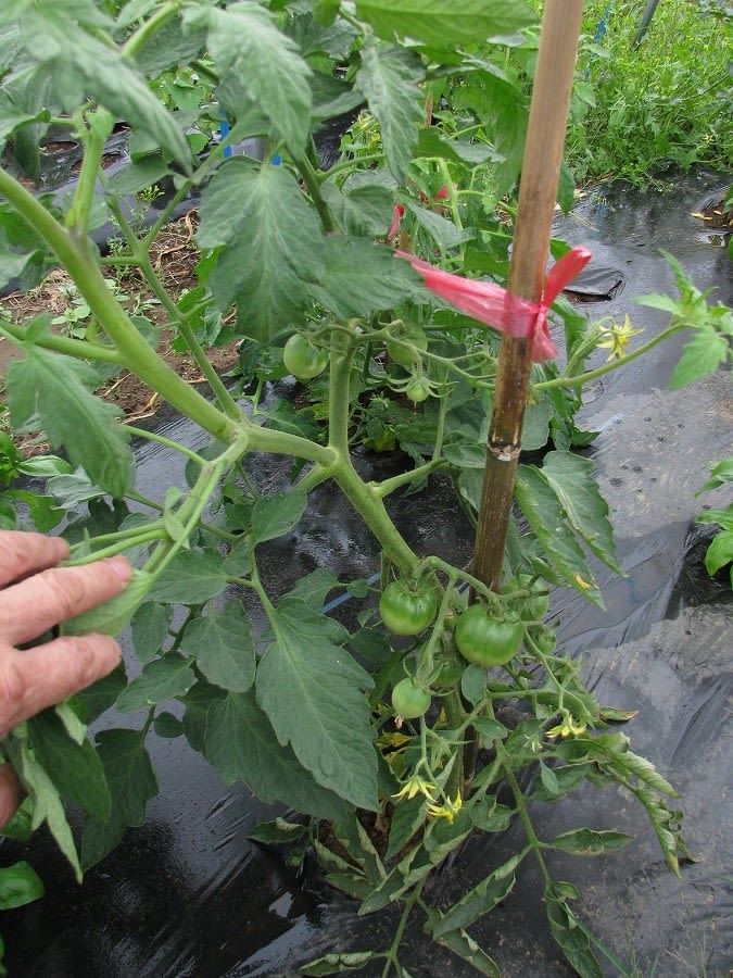 トマトの整枝 Gamaの菜園 フォト日誌