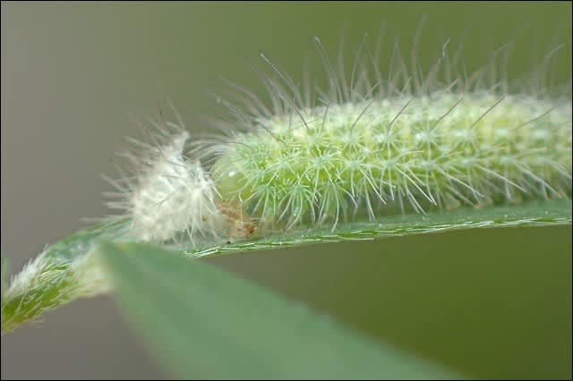 ヒルガオトリバの幼虫 脱皮 自然となかよしおじさんの ごった煮記 ヒルガオトリバの幼虫 脱皮 自然となかよしおじさんの ごった煮記