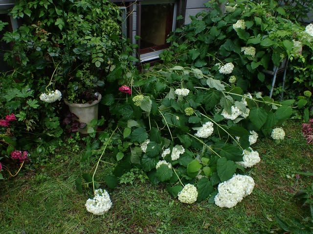 あんまり雨が降るから ペンションきら星の庭