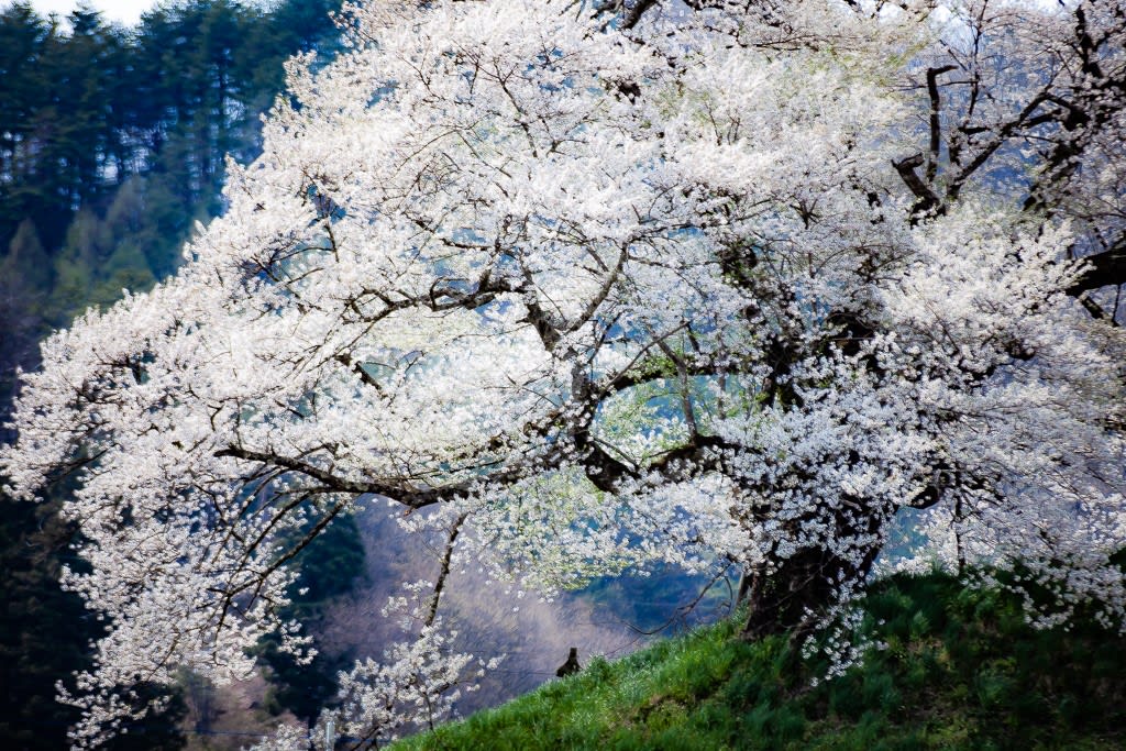 発知のしだれ桜の写真