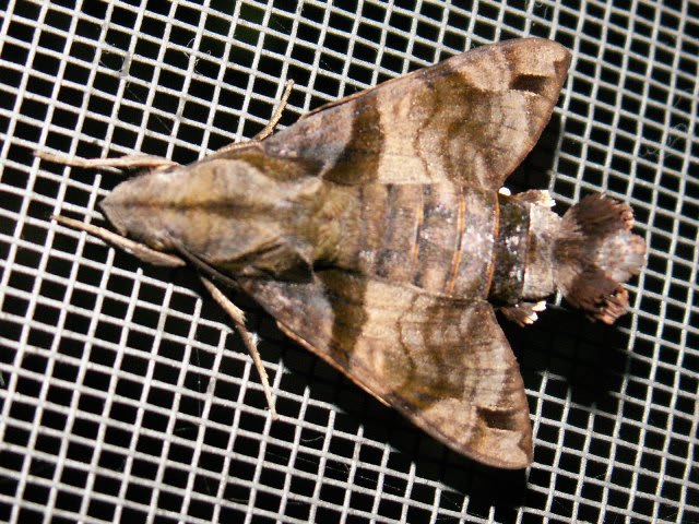 沖縄の動物 蝶 蛾 Ch3086 写真共有 Goo Blog フォトチャンネル