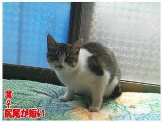 富士宮の猫５匹 いざ東京へ そらまめ日記 猫と暮らす会 猫とクラス会