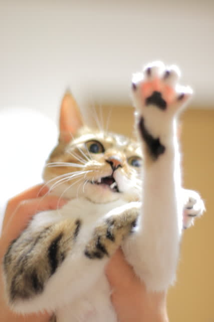 かかってこいや と ベッドで遊びたい ｂ しっかり猫と まったりフェレット