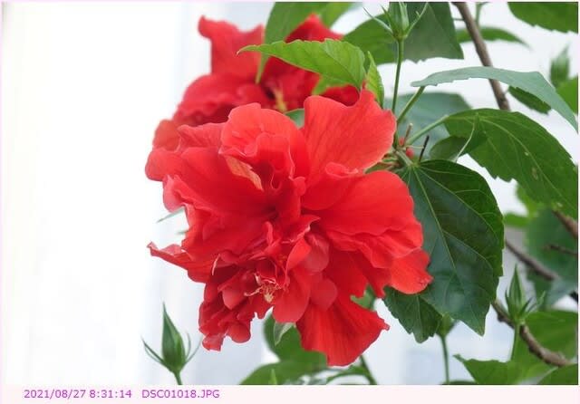 ハイビスカス 3種類が揃って開花 八重咲の赤い花 一重咲のオレンジ色の花 一重咲の赤い花 都内散歩 散歩と写真