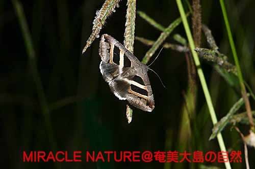 麦角菌に侵されたイネ科植物から蜜を吸う蛾 その２ ナカグロクチバ Miracle Nature 奄美大島の自然観察