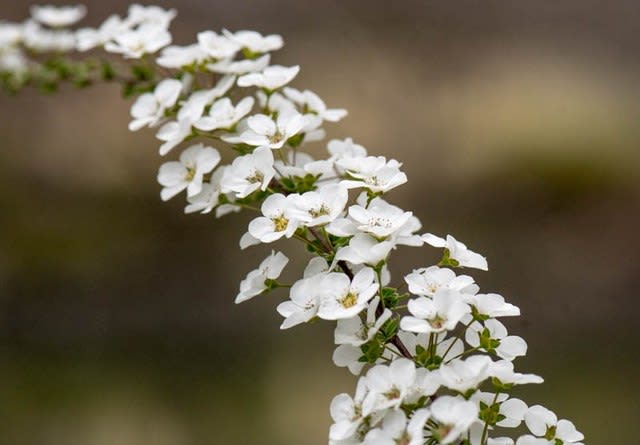 春の白い花 ユキヤナギ ほんわか ほ協議会 こと若穂地区住民自治協議会