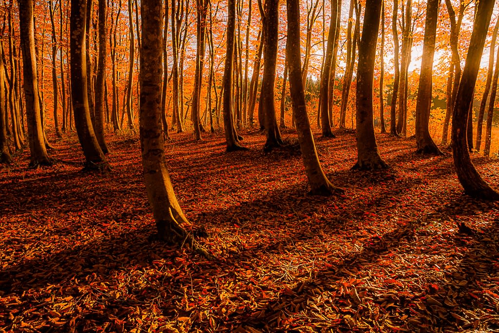 晩秋の美人林の写真