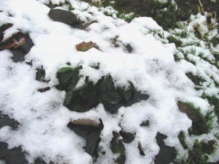 雪の帽子をかぶった今朝のイチゴ苗