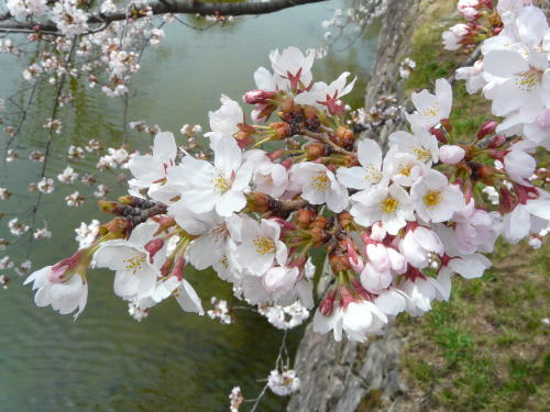 松本城の桜