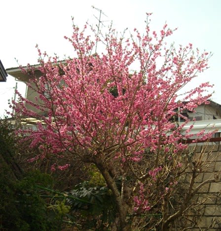 花桃の木の剪定と咲いてきた花 旅するガーデナー