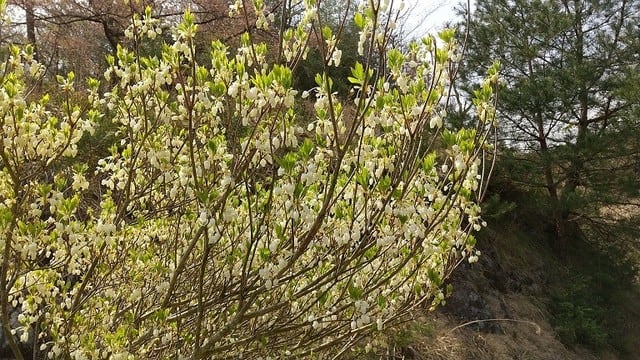 季節の花 移りゆく日々 四季