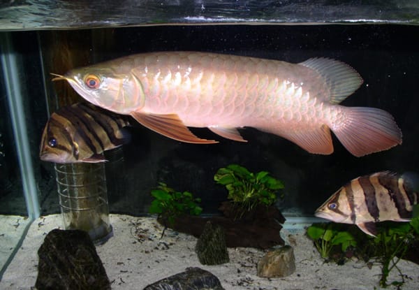 最上の品質な 熱帯魚 アロワナ ダトニオ他 その他 - www 