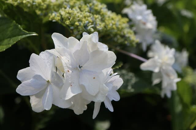白い八重のガクアジサイ 潤水 紫陽花シリーズ21 01 野の花 庭の花