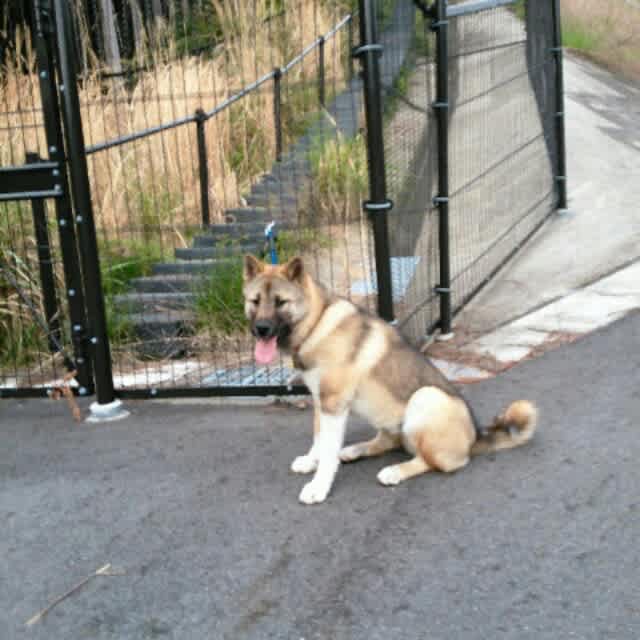 行方不明 みんなのブログ 甲斐犬ゴンのワンコラ日記