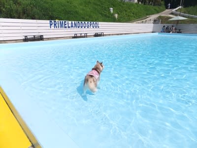 夏はプールに限る In 涸沼 ロバの耳