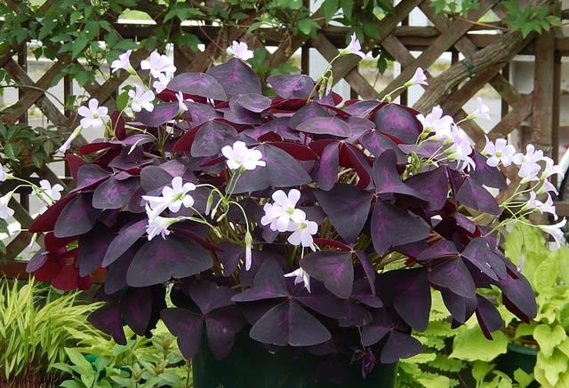 オキザリス トリアングラリス 紫の舞 植物大好き 出会い ときめき 癒し