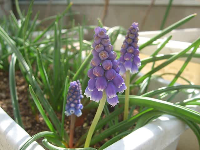 ムスリカ やぎのヒトリゴト