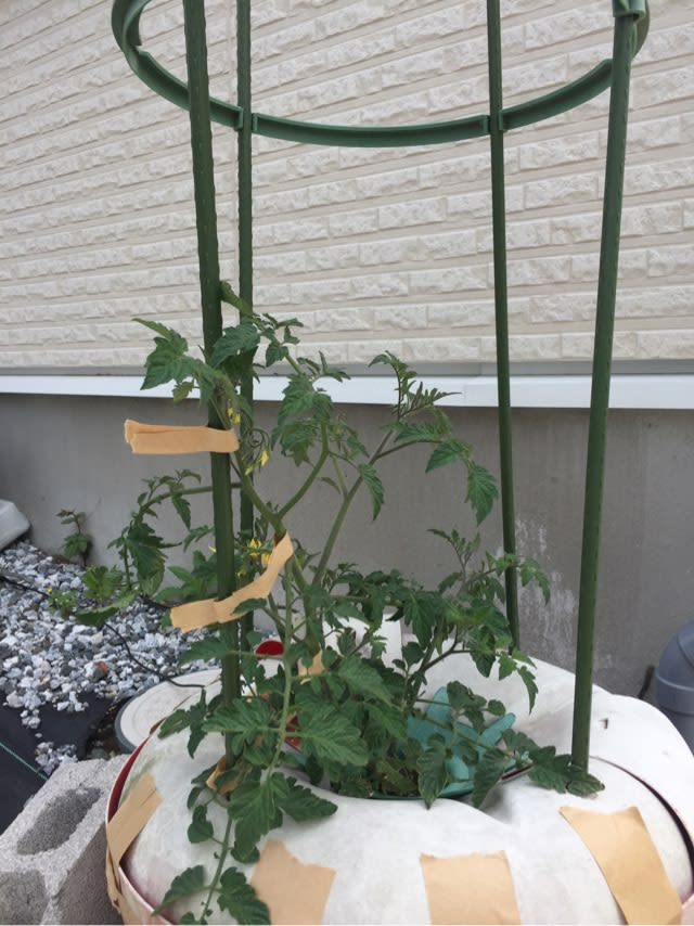 本芽の伸びる方向を紙テープで支柱にくくりつけ ミニトマト 太陽電池と水耕栽培と Season 11