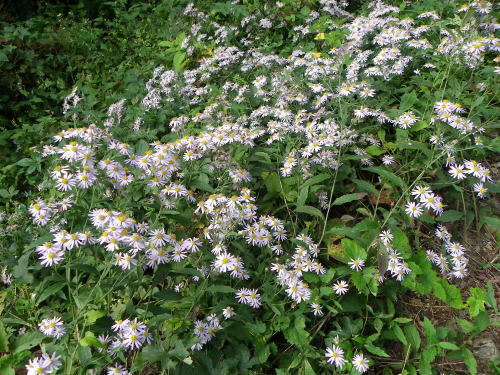 高ボッチ高原・鉢伏山で最近咲いている花　ノコンギク(野紺菊)