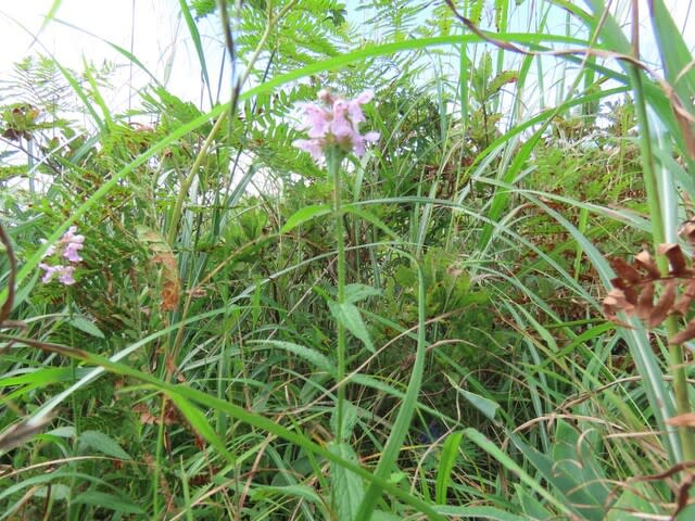 高ボッチ高原・鉢伏山で最近咲いている花 イヌゴマ(犬胡麻)