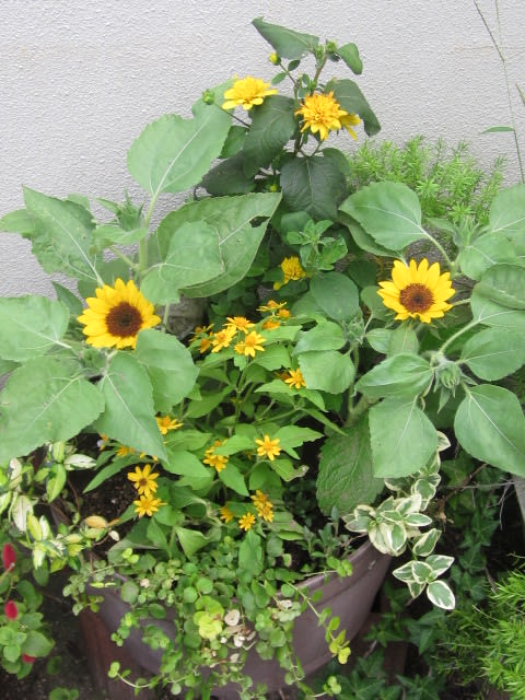 種蒔きひまわりで黄色い寄せ植え 七色ガーデン