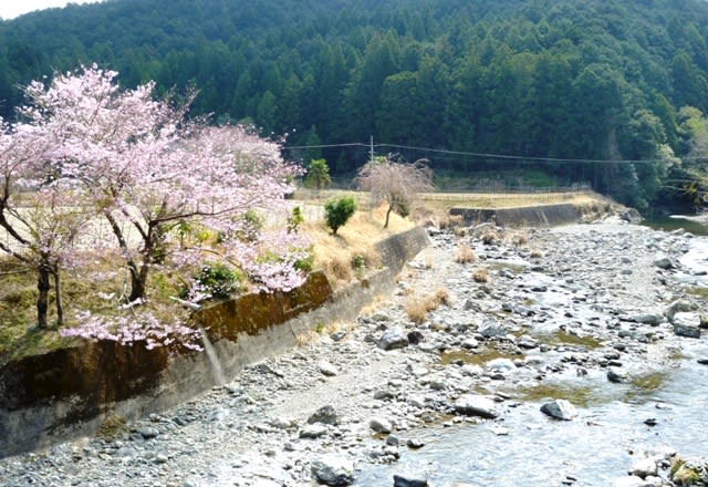 板取橋から眺めた藤川の川原と、岸辺の桜の木