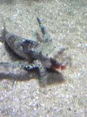 魚 のブログ記事一覧 たつのブログ 魚 のブログ記事一覧 たつのブログ