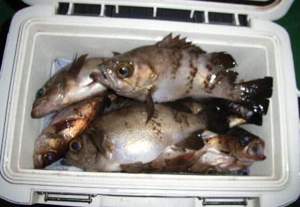 続いては夜メバル 水が走る走水 Humdrum