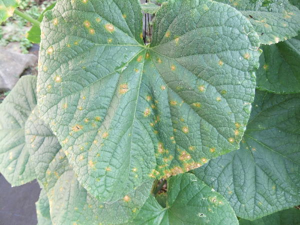 キュウリの病気 おいしい野菜をつくろう