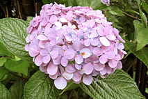 紫陽花