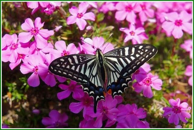 アゲハ蝶と庭の花 Hiroの花便り